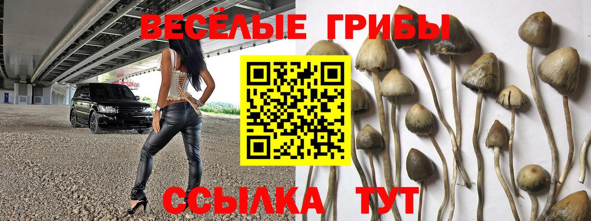наркотики  Галлюциногенные грибы Psilocybe  Солнечногорск  Вход с VPN  Галлюциногенные грибы мицелий 